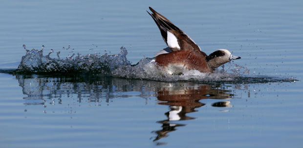 City's artificial lakes are magnets for birds